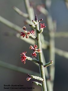 Leptomeria aphylla flower1 Desert Camp CP
